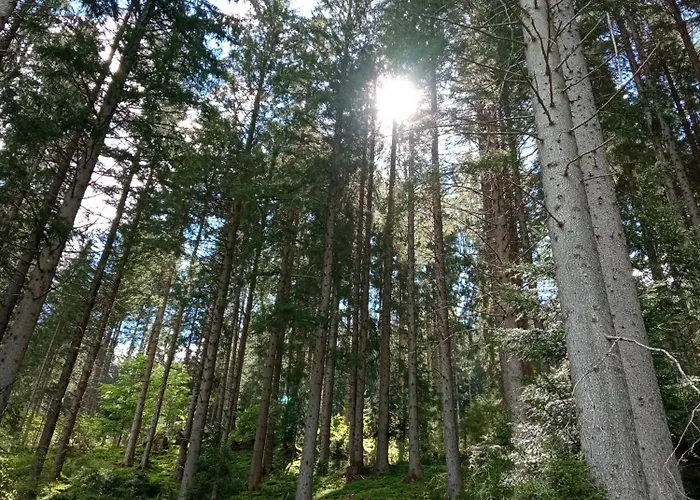 Ai Carpini 3* San Pietro di Cadore